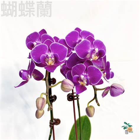 白色蘭花招財|【蘭花 風水】蘭花招財增壽，避開5大風水禁忌，打造財運亨通的。